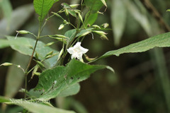 Strobilanthes tristis